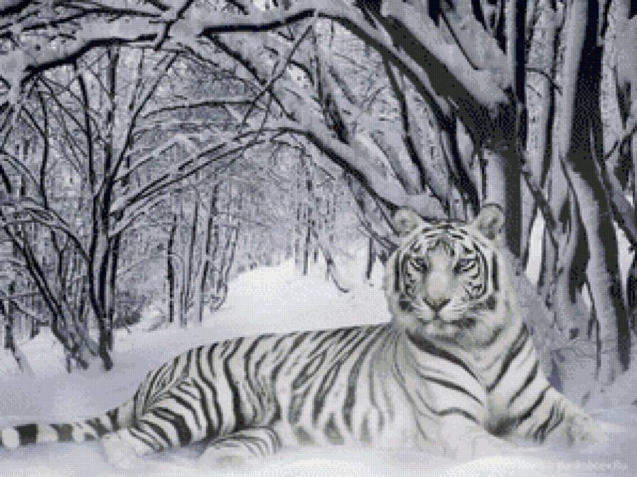 Белый тигр - тигры, животные, зима - предпросмотр