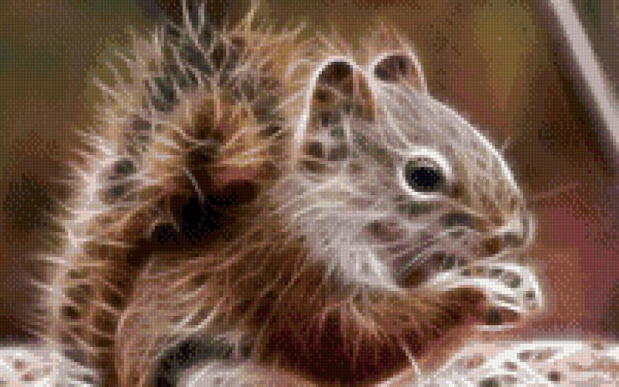 белочка - животные - предпросмотр