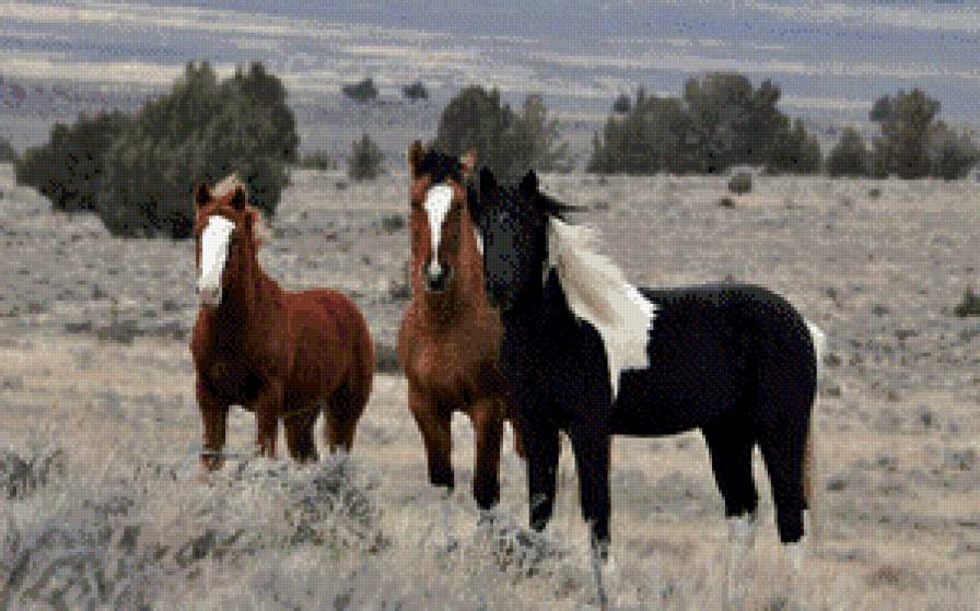 лошади - жывотные - предпросмотр