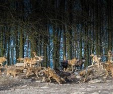 Схема вышивки «симья  стая»