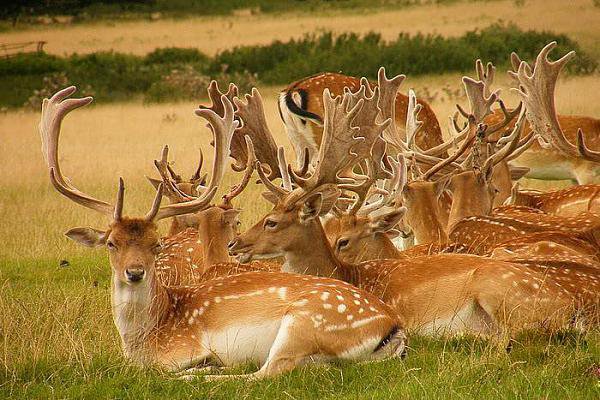 Олени - жывотные - оригинал