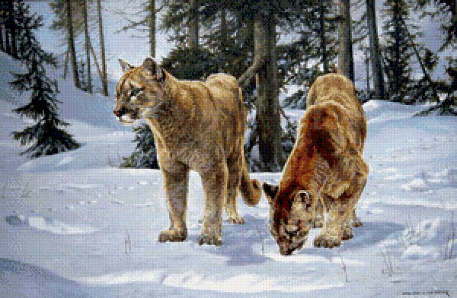 пумы - жывотные - предпросмотр