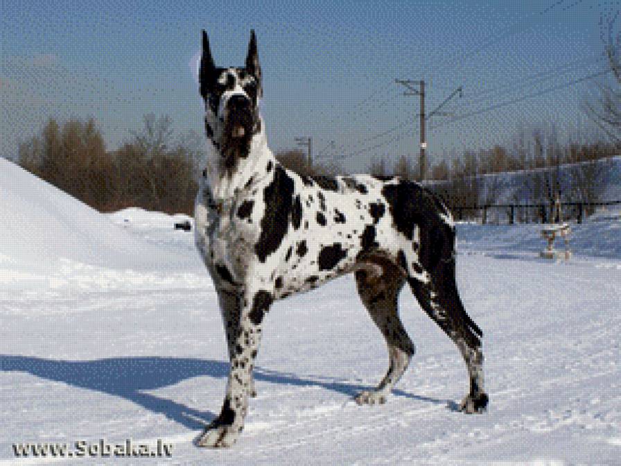 собаки - жывотные - предпросмотр