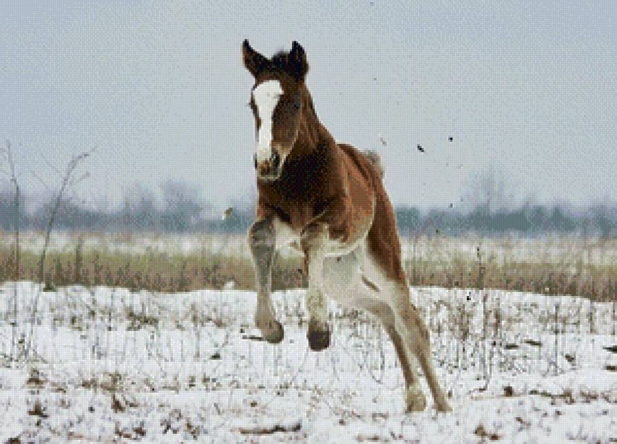 Лошадка 18. Но лошадь. Жеребенок 6 месяцев. Особенная лошадь. Фото жеребёнка смешного зимой.
