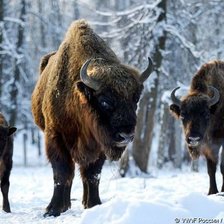 Схема вышивки «симья безонов»