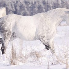 Схема вышивки «лошади»