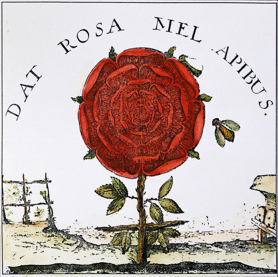 Rose - оригинал