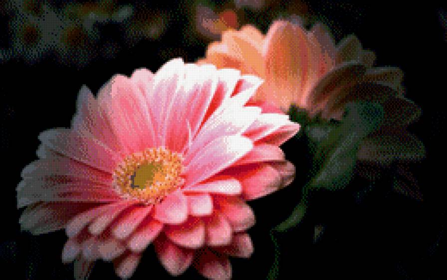 герберы - герберы, цветы - предпросмотр