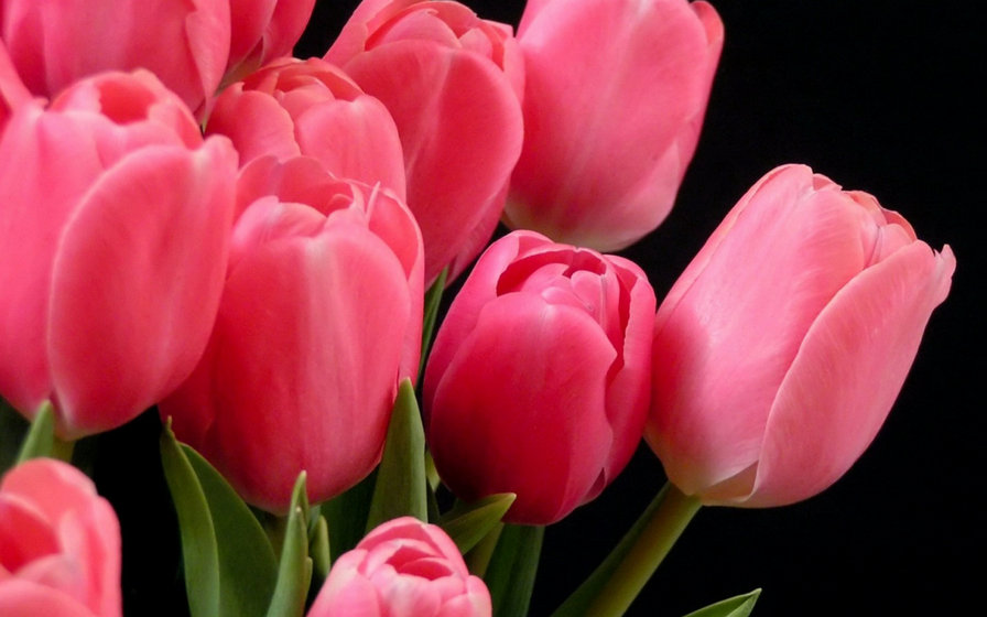 тюльпаны красные - тюльпаны - оригинал