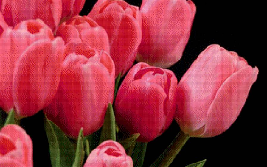 тюльпаны красные - тюльпаны - предпросмотр