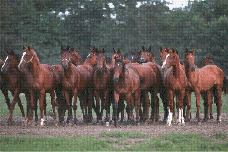 лошади - жывотные - предпросмотр