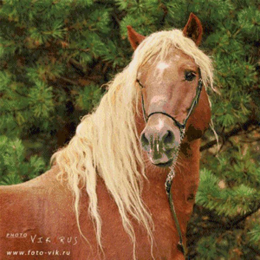 лошади - жывотные - предпросмотр