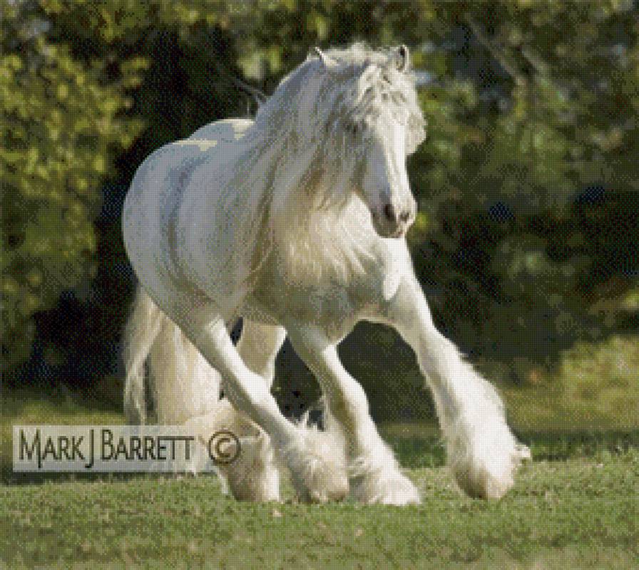 лошади - жывотные - предпросмотр