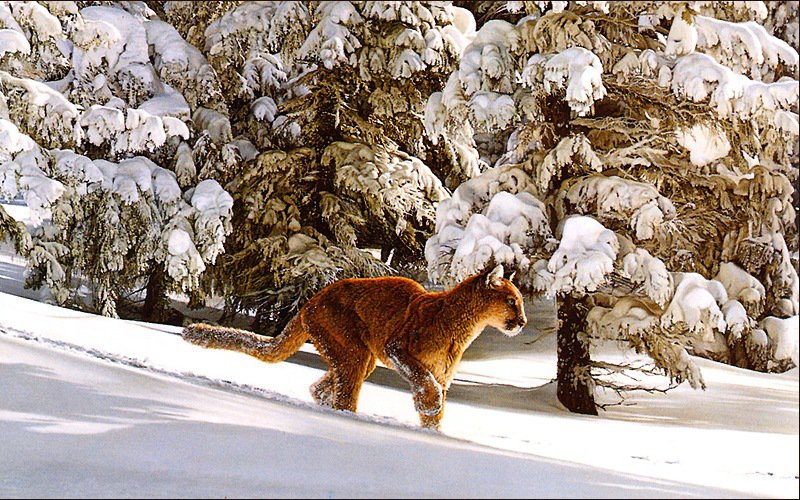 след - жывотные - оригинал