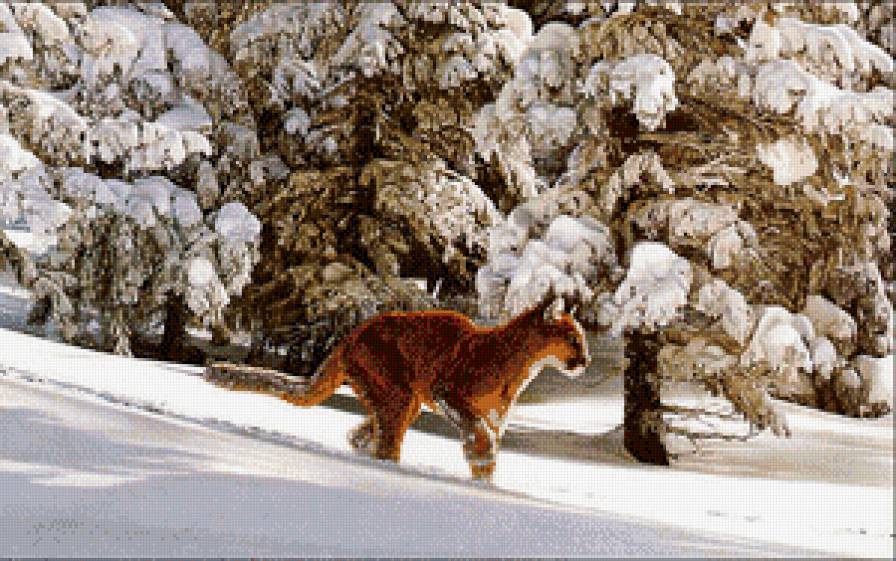 след - жывотные - предпросмотр