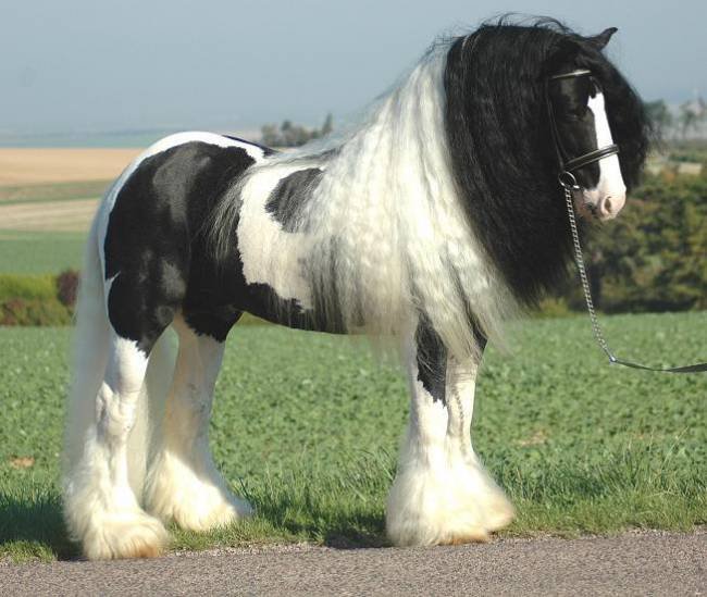 сила грацыя - лошади - оригинал