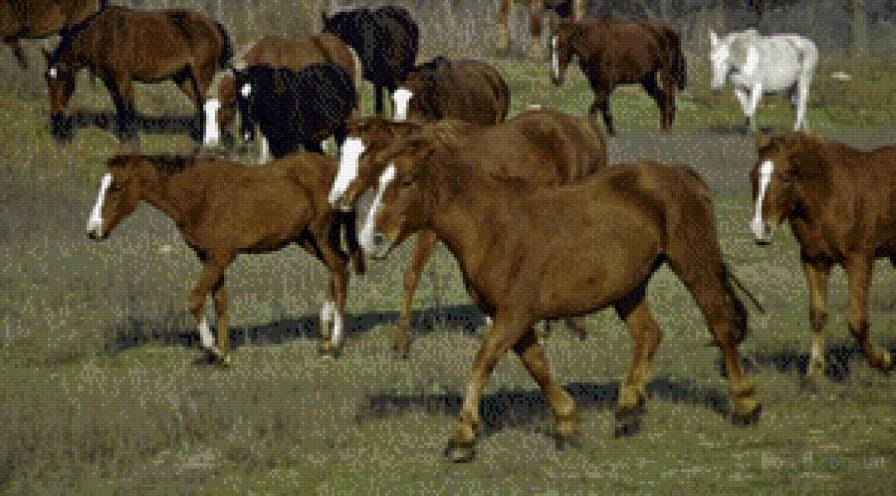 лошади - жывотные - предпросмотр