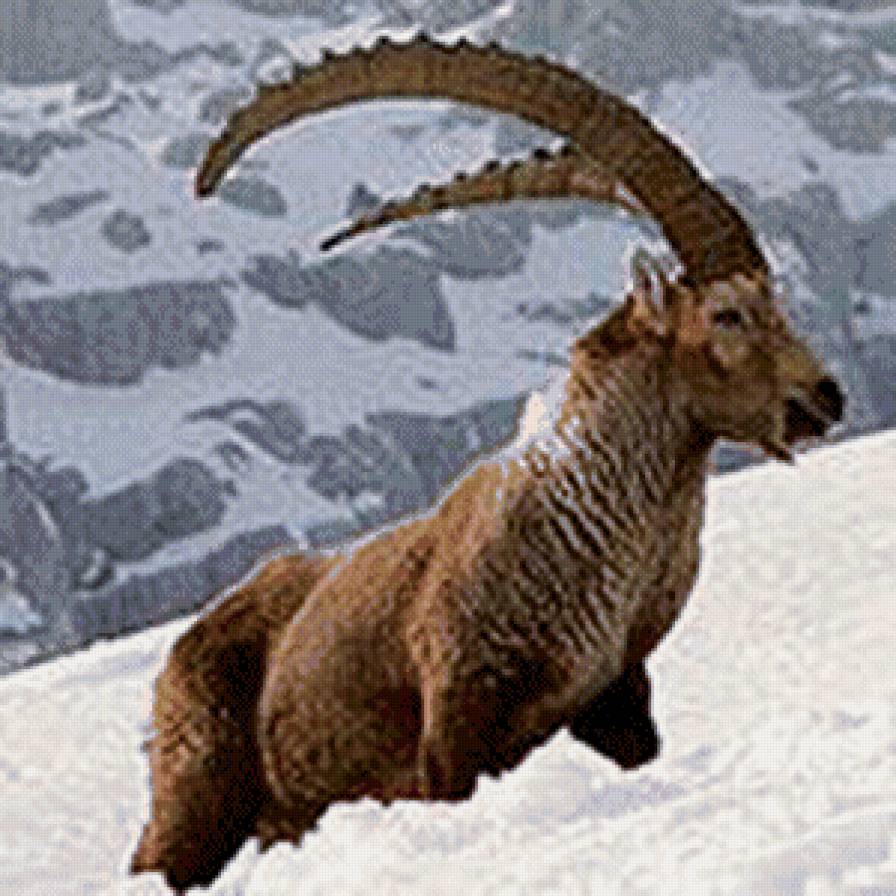 высоко в горах - жывотные - предпросмотр