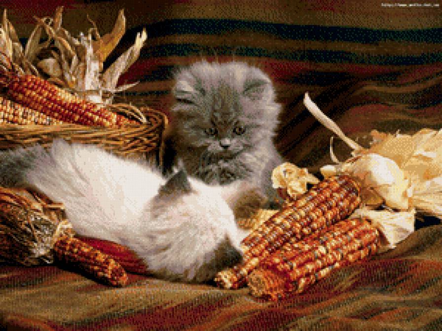 кошки - жывотные - предпросмотр