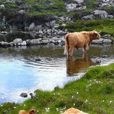 Схема вышивки «водопой»