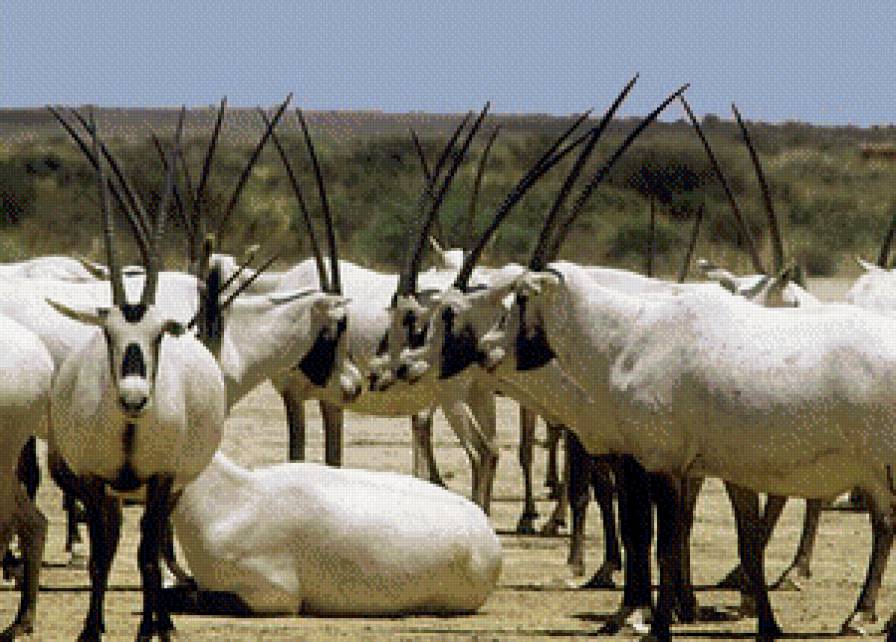 Олени - жывотные - предпросмотр