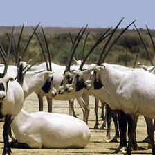 Схема вышивки «Олени»