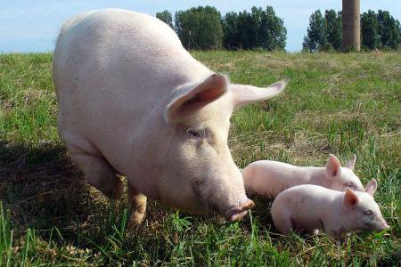 симья - жывотные - оригинал