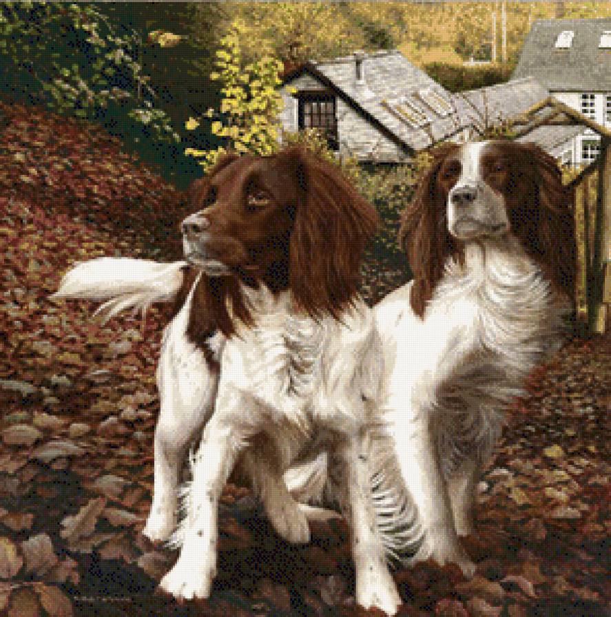 собаки - жывотные - предпросмотр