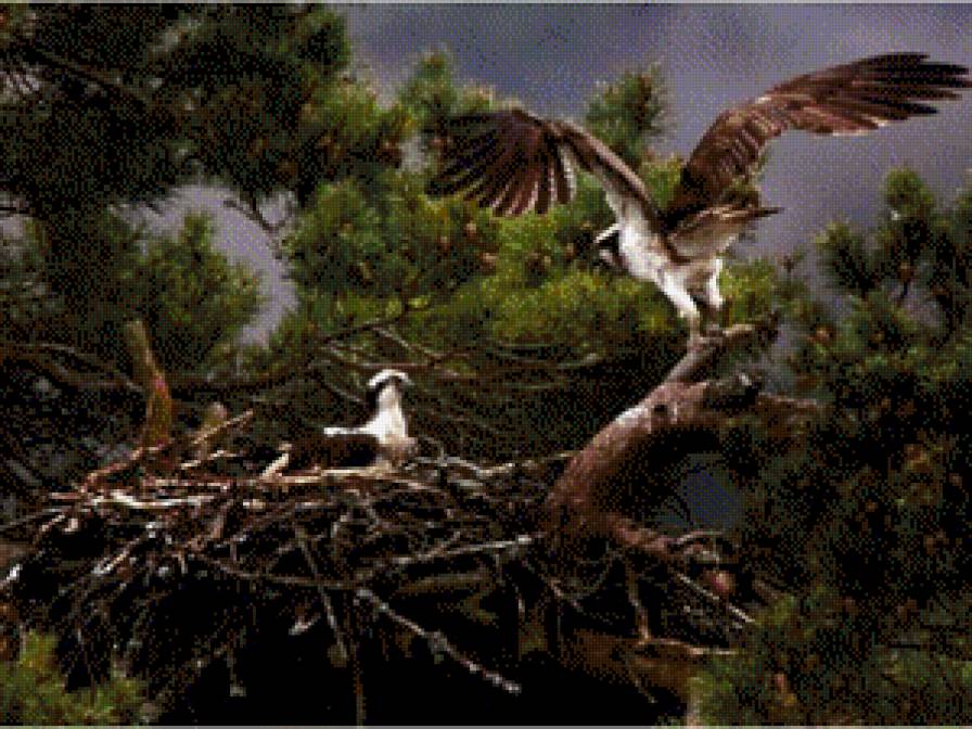 гнездо - птицы - предпросмотр