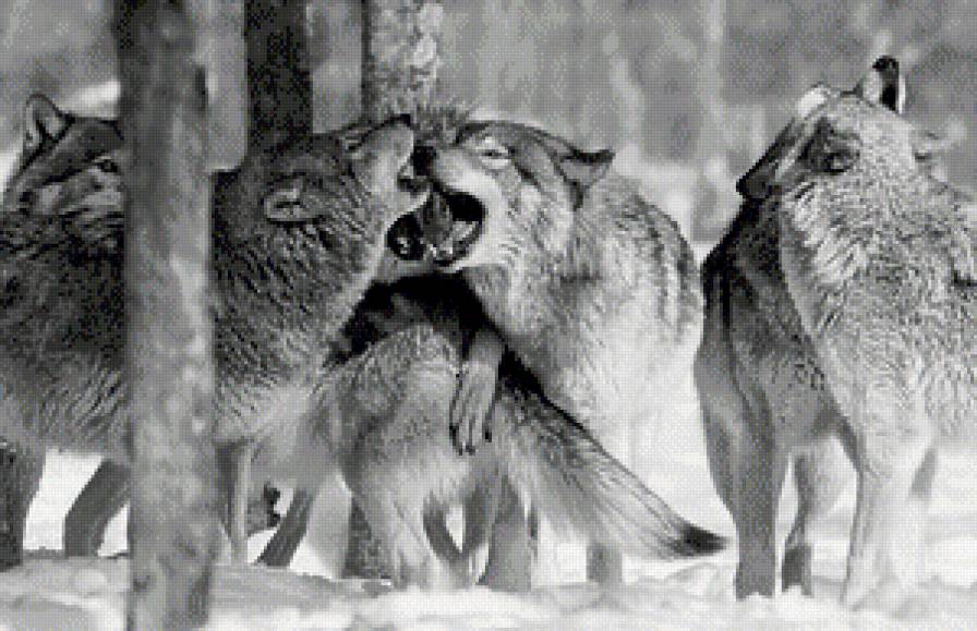 Семейка волков чб полная - звери, животные, волк - предпросмотр