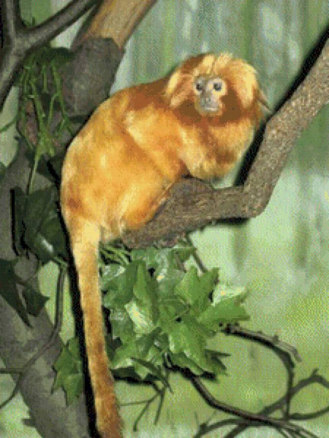 год обезьяны - жывотные - предпросмотр