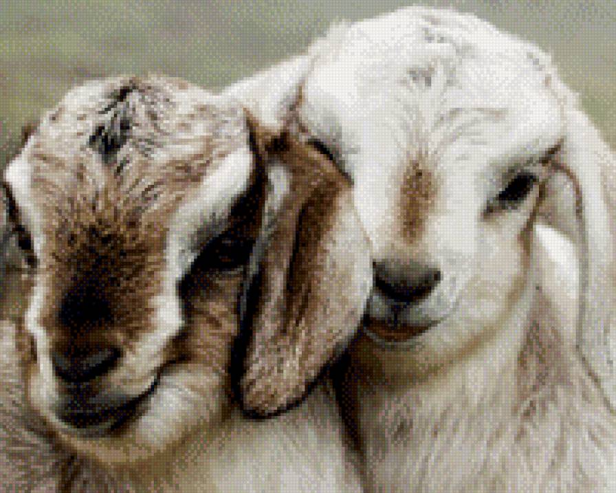 год козы - жывотные - предпросмотр