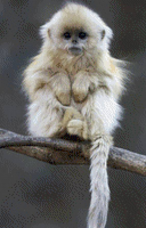 год обезьяны - жывотные - предпросмотр