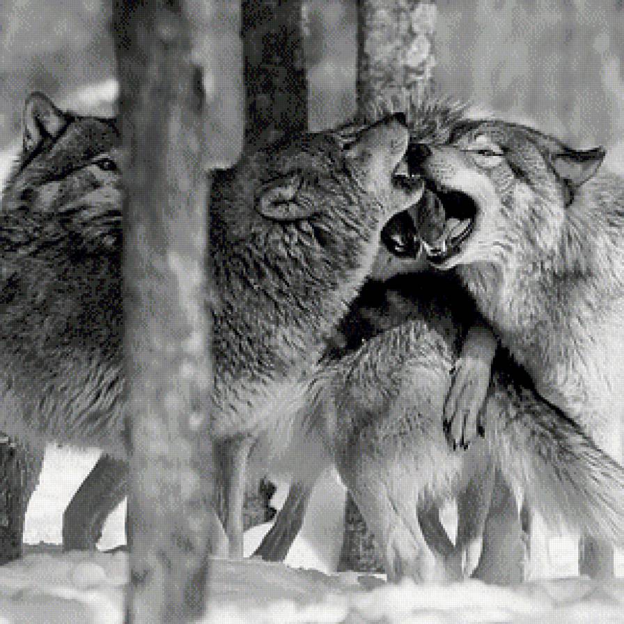 Семейка волков часть 1 - животные, звери, волк - предпросмотр