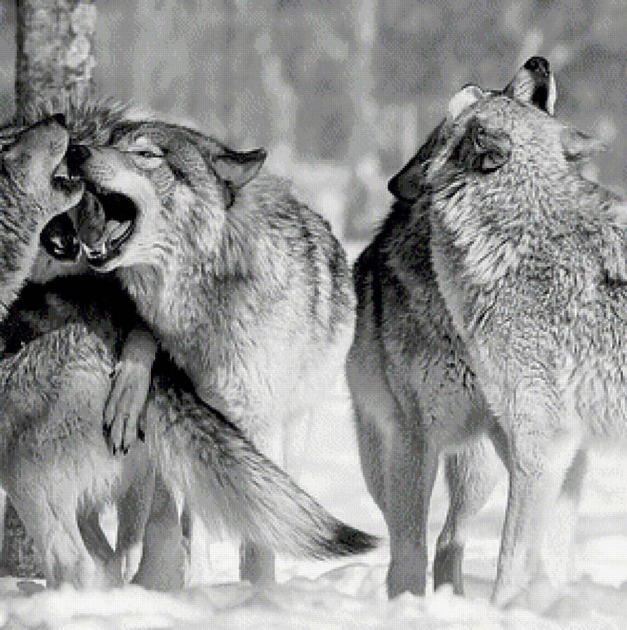 Семейка волков часть 2 - волк, животные, звери - предпросмотр