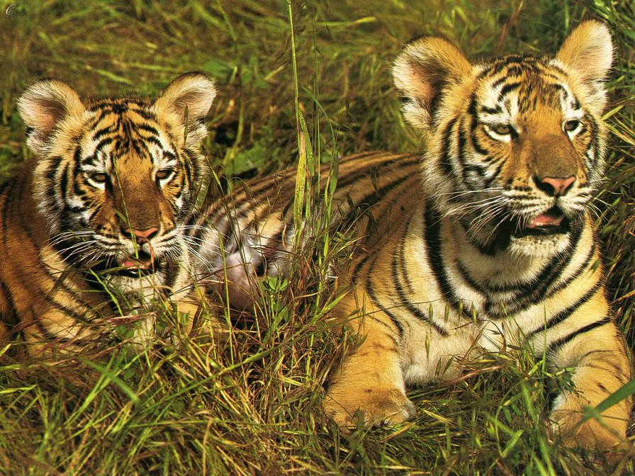 тигрята на траве - тигры, животные - оригинал