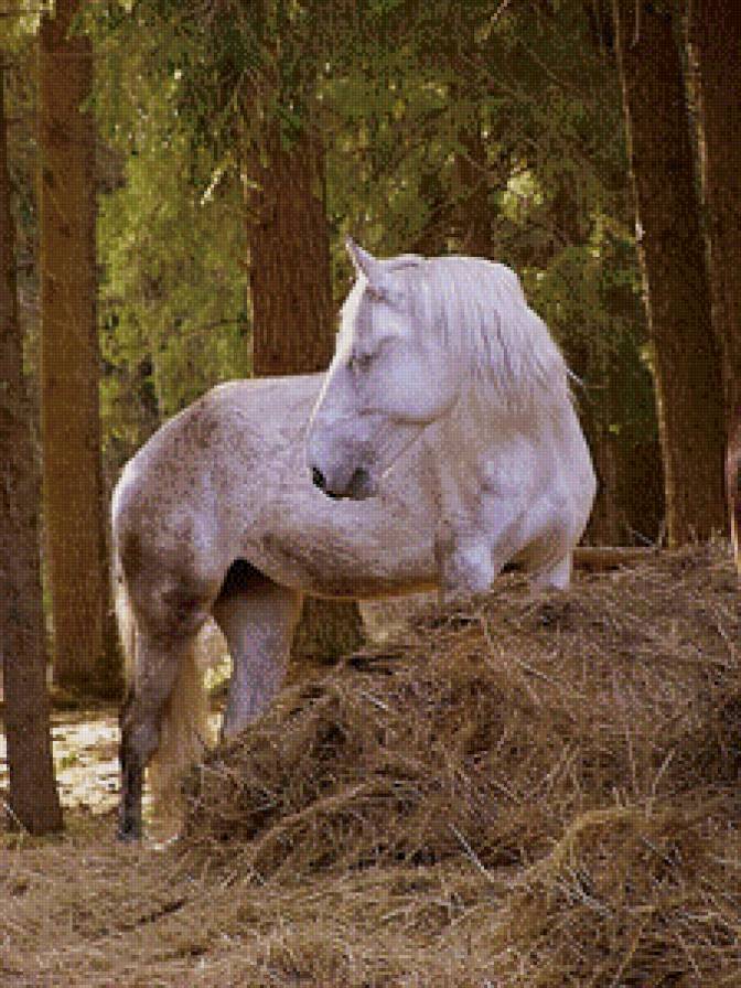 лошади - жывотные - предпросмотр