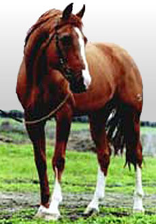 лошади - животние - оригинал