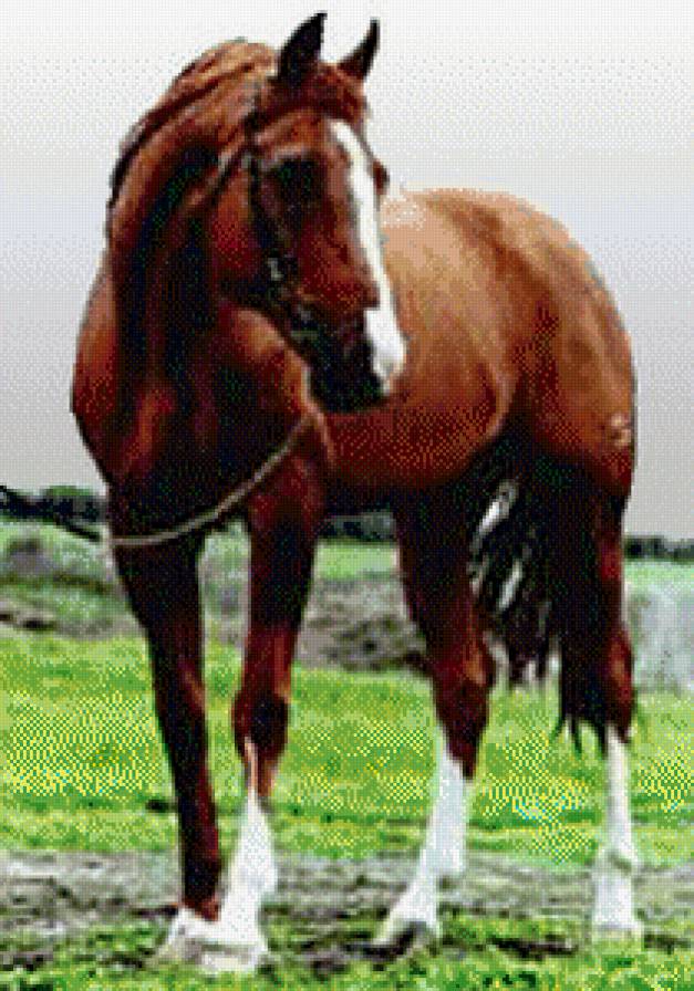 лошади - животние - предпросмотр