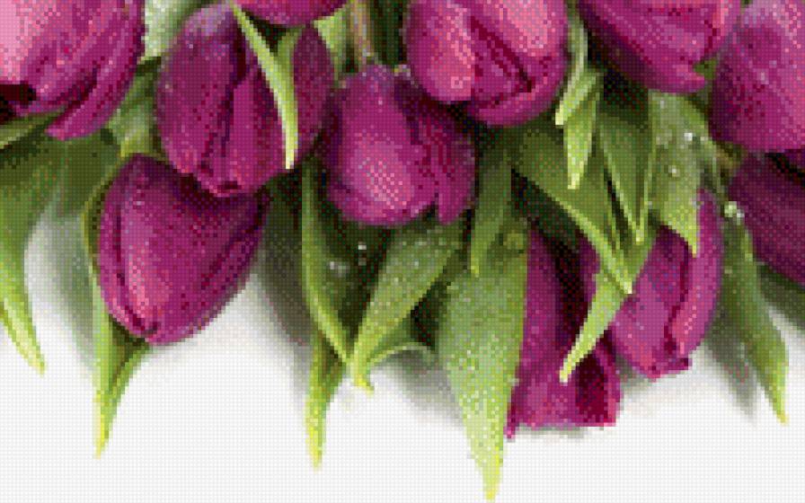 тюльпаны - цветы - предпросмотр