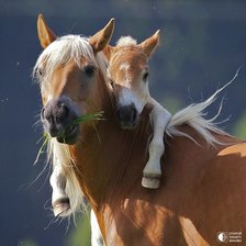 Схема вышивки «лошадка»