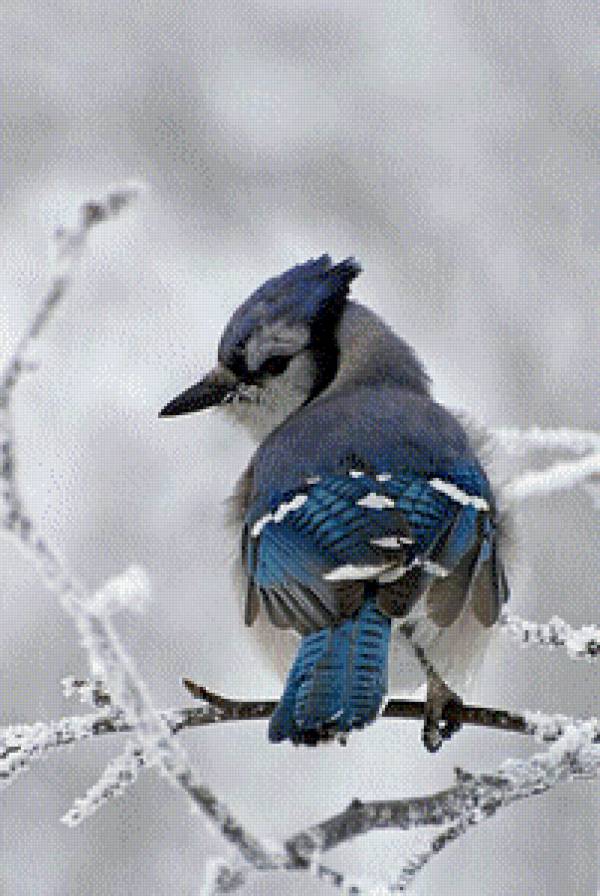 Bird - птица, blue, bird - предпросмотр