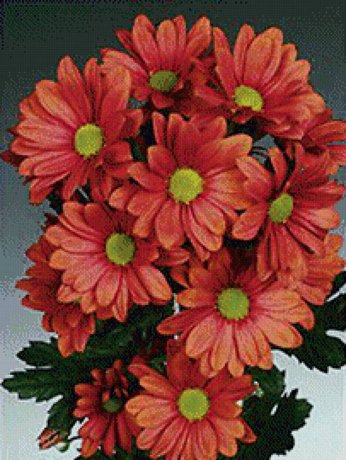 хризантема - цветы - предпросмотр