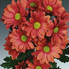 хризантема