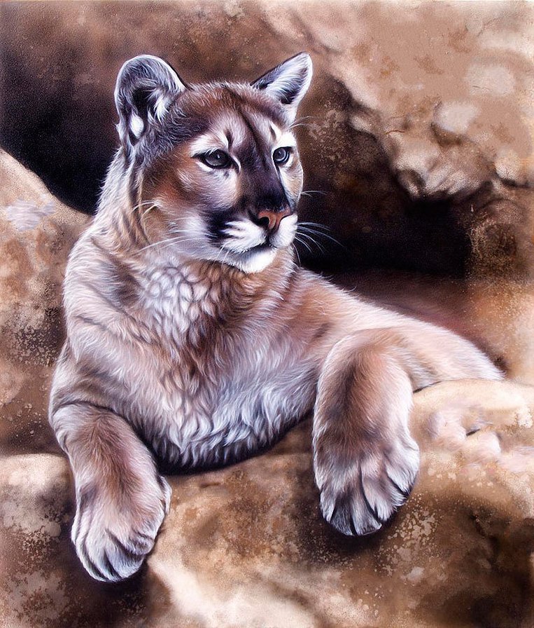 Пума - дикие животные, пума - оригинал