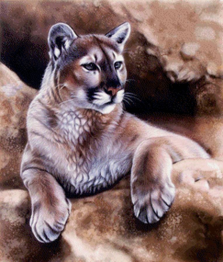 Пума - пума, дикие животные - предпросмотр