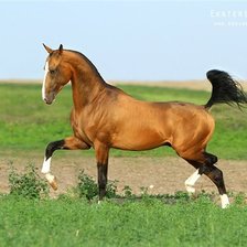 Схема вышивки «лошади»