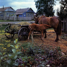 лошади