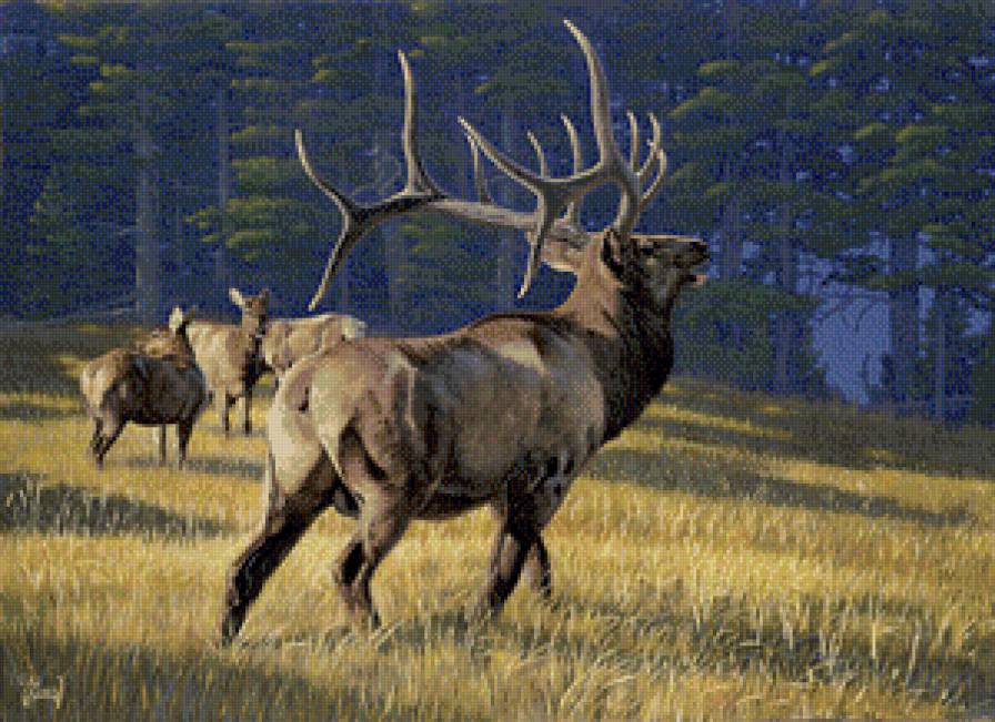 Олени - животние - предпросмотр