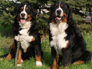 собаки - животние - оригинал